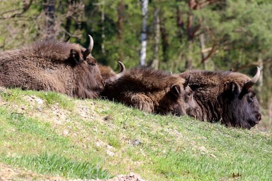 Wisent - Wildpark Alte Fasanerie Klein Auheim 2019