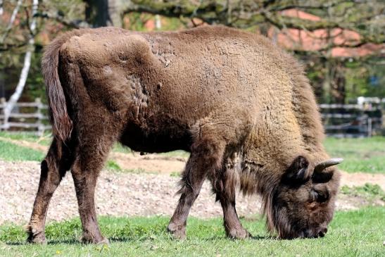 Wisent - Wildpark Alte Fasanerie Klein Auheim 2019