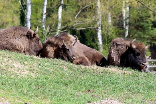 Wisent - Wildpark Alte Fasanerie Klein Auheim 2019