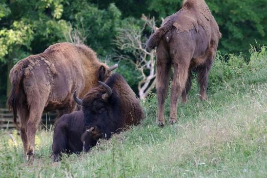 Wisent Wildpark Alte Fasanerie Klein Auheim 2021