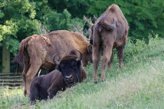 Wisent Wildpark Alte Fasanerie Klein Auheim 2021