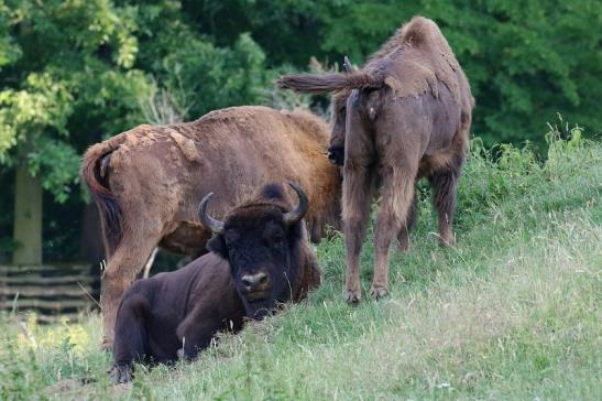 Wisent Wildpark Alte Fasanerie Klein Auheim 2021