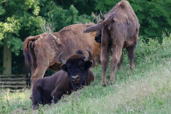 Wisent Wildpark Alte Fasanerie Klein Auheim 2021