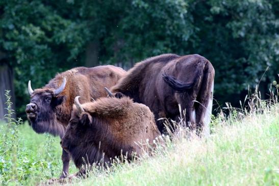 Wisent Wildpark Alte Fasanerie Klein Auheim 2021