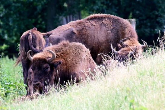 Wisent Wildpark Alte Fasanerie Klein Auheim 2021