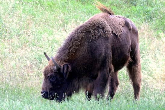 Wisent Wildpark Alte Fasanerie Klein Auheim 2021