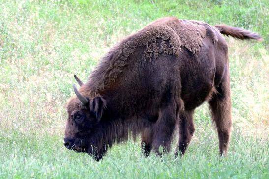 Wisent Wildpark Alte Fasanerie Klein Auheim 2021