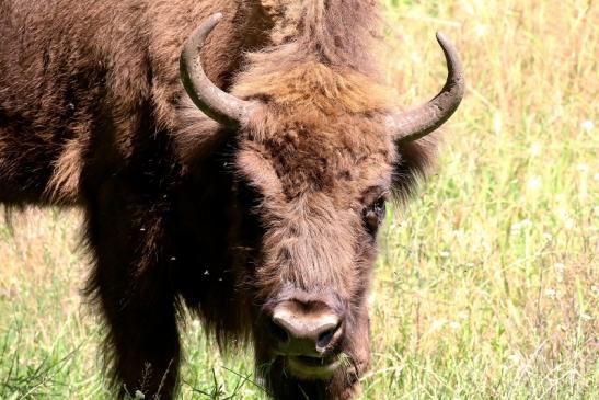 Wisent Wildpark Alte Fasanerie Klein Auheim 2021