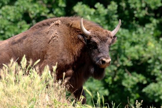 Wisent Wildpark Alte Fasanerie Klein Auheim 2021