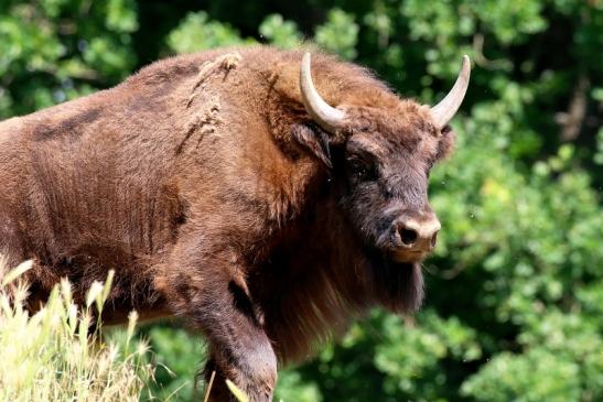 Wisent Wildpark Alte Fasanerie Klein Auheim 2021