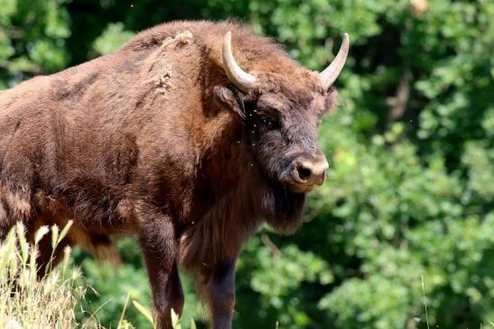 Wisent Wildpark Alte Fasanerie Klein Auheim 2021