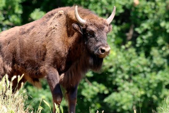 Wisent Wildpark Alte Fasanerie Klein Auheim 2021