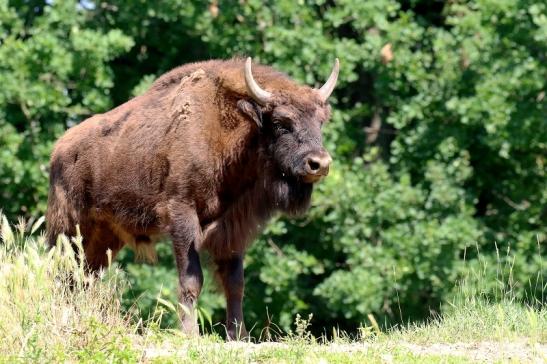 Wisent Wildpark Alte Fasanerie Klein Auheim 2021