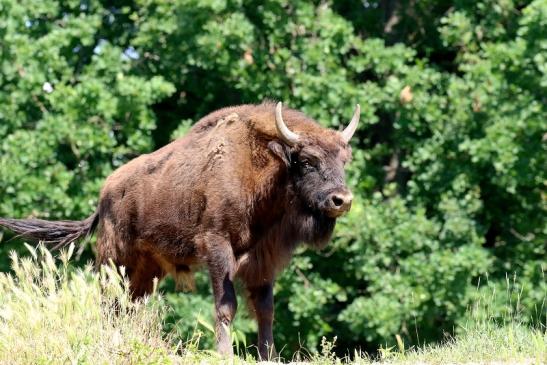 Wisent Wildpark Alte Fasanerie Klein Auheim 2021