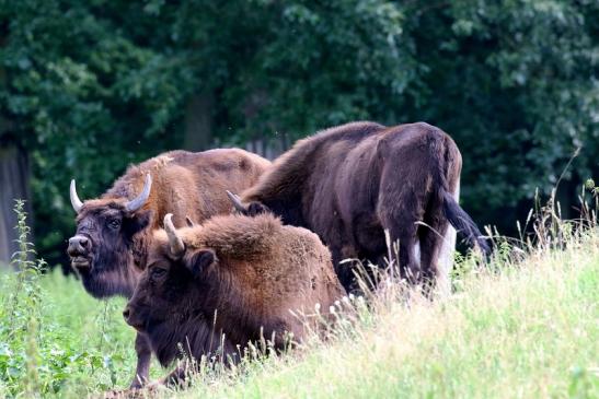 Wisent Wildpark Alte Fasanerie Klein Auheim 2021