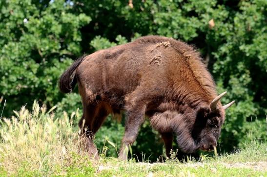 Wisent Wildpark Alte Fasanerie Klein Auheim 2021