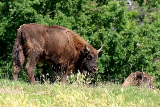 Wisent Wildpark Alte Fasanerie Klein Auheim 2021