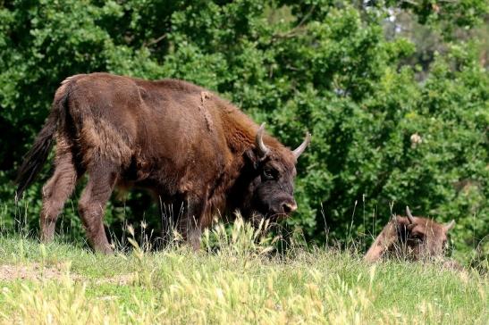 Wisent Wildpark Alte Fasanerie Klein Auheim 2021