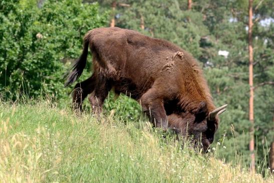 Wisent Wildpark Alte Fasanerie Klein Auheim 2021