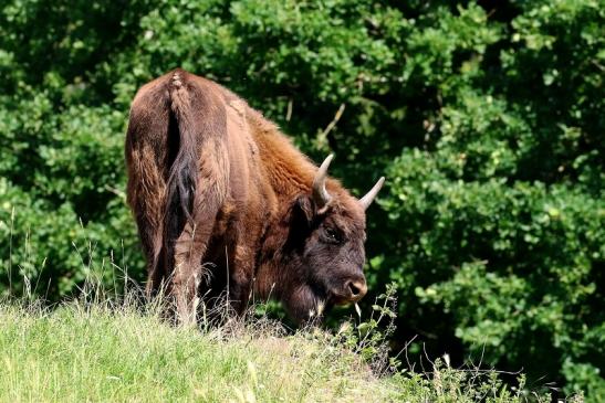 Wisent Wildpark Alte Fasanerie Klein Auheim 2021