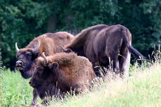 Wisent Wildpark Alte Fasanerie Klein Auheim 2021