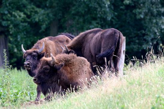 Wisent Wildpark Alte Fasanerie Klein Auheim 2021