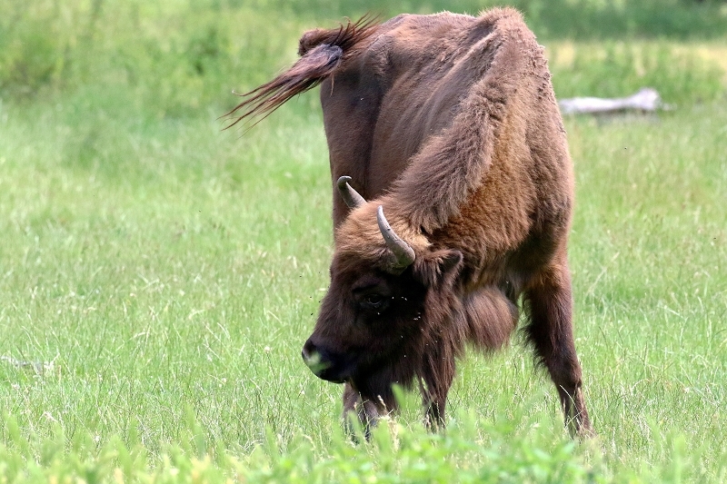 Wisent Wildpark Alte Fasanerie Klein Auheim 2021