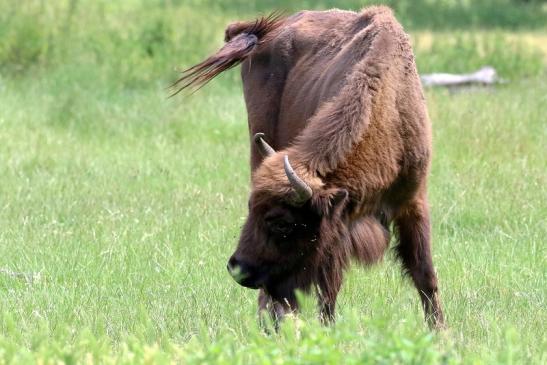 Wisent Wildpark Alte Fasanerie Klein Auheim 2021