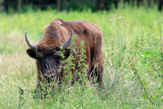 Wisent Wildpark Alte Fasanerie Klein Auheim 2021