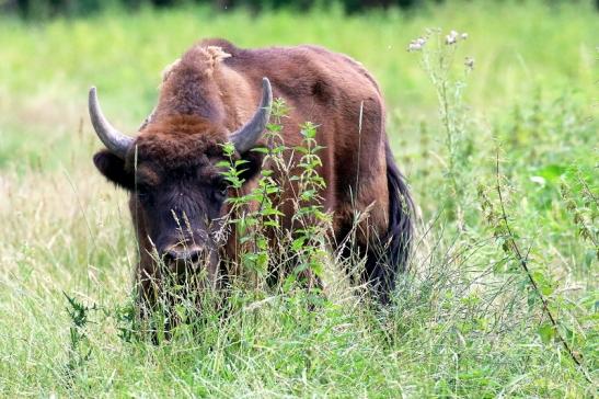 Wisent Wildpark Alte Fasanerie Klein Auheim 2021