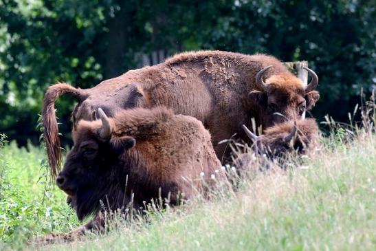 Wisent Wildpark Alte Fasanerie Klein Auheim 2021