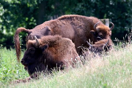 Wisent Wildpark Alte Fasanerie Klein Auheim 2021