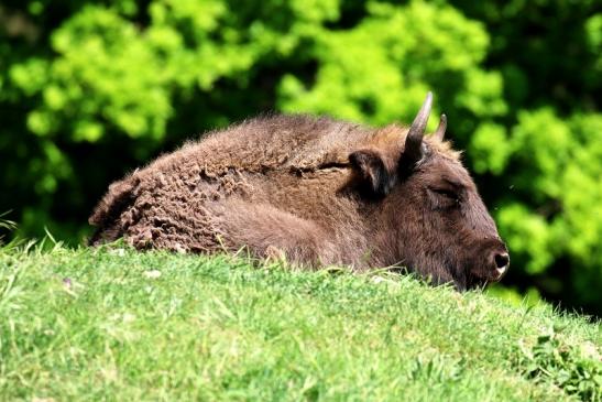 Wisent Wildpark Alte Fasanerie Klein Auheim 2021