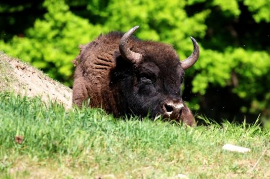 Wisent Wildpark Alte Fasanerie Klein Auheim Mai 2022