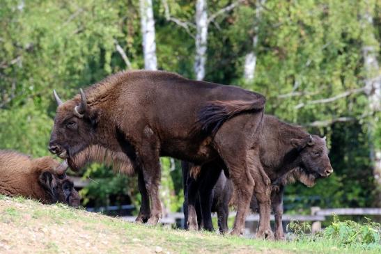 Europäisches Wisent Wildpark Alte Fasanerie Klein Auheim 2022