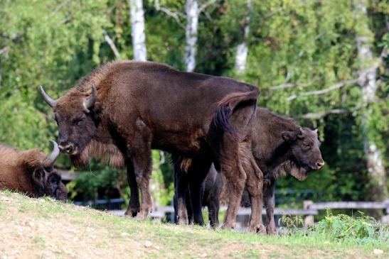 Europäisches Wisent Wildpark Alte Fasanerie Klein Auheim 2022