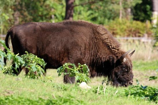Europäisches Wisent Wildpark Alte Fasanerie Klein Auheim 2022