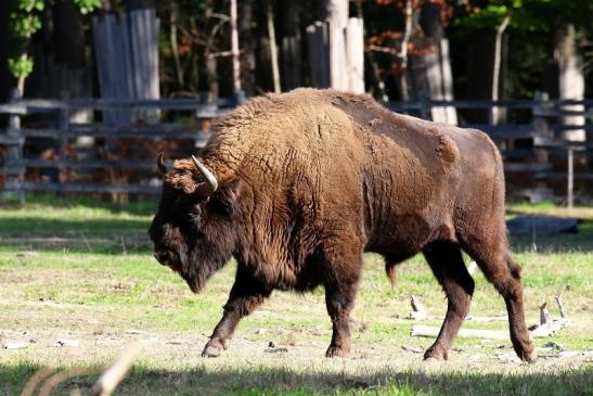 Europäisches Wisent Wildpark Alte Fasanerie Klein Auheim 2022