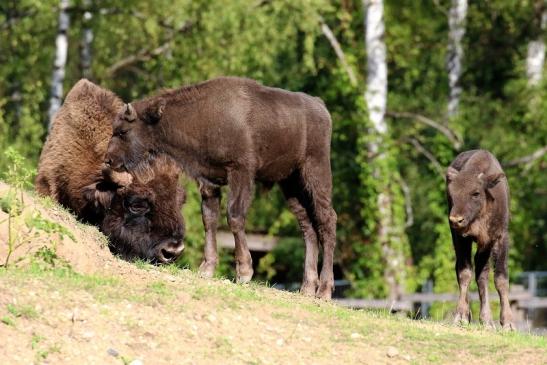 Europäisches Wisent Wildpark Alte Fasanerie Klein Auheim 2022