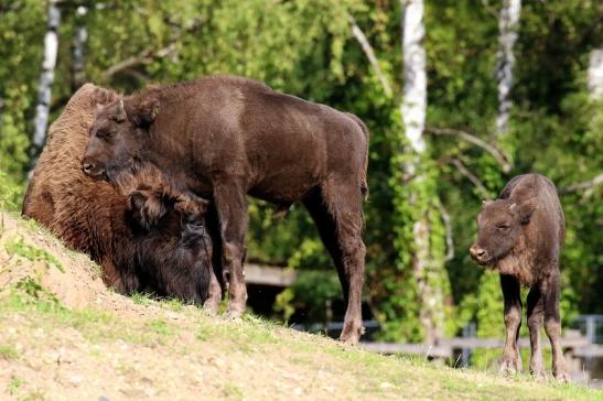 Europäisches Wisent Wildpark Alte Fasanerie Klein Auheim 2022