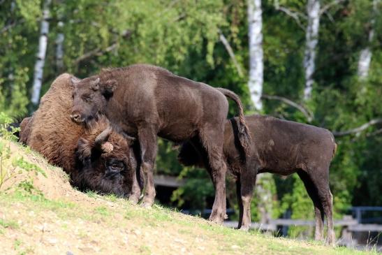 Europäisches Wisent Wildpark Alte Fasanerie Klein Auheim 2022