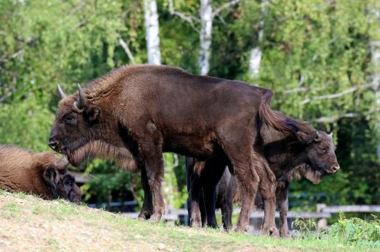 Europäisches Wisent Wildpark Alte Fasanerie Klein Auheim 2022