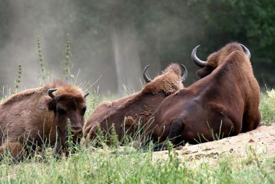 Wisent Wildpark Alte Fasanerie Klein Auheim 2023