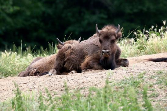 Wisent Wildpark Alte Fasanerie Klein Auheim 2023