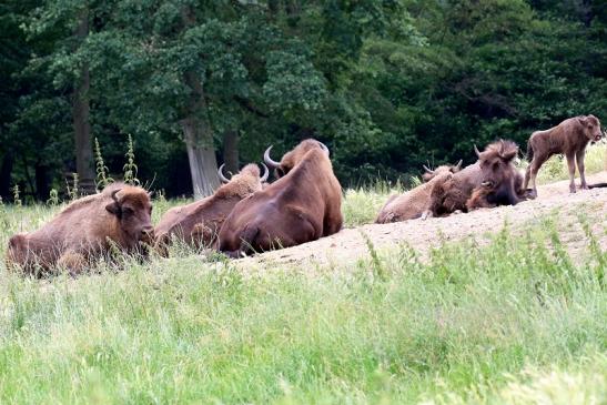 Wisent Wildpark Alte Fasanerie Klein Auheim 2023