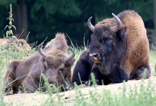 Wisent Wildpark Alte Fasanerie Klein Auheim 2023