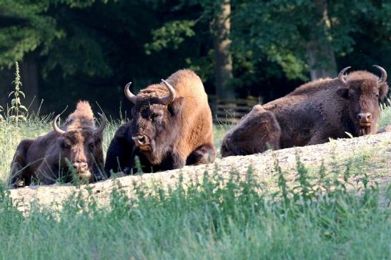 Wisent Wildpark Alte Fasanerie Klein Auheim 2023