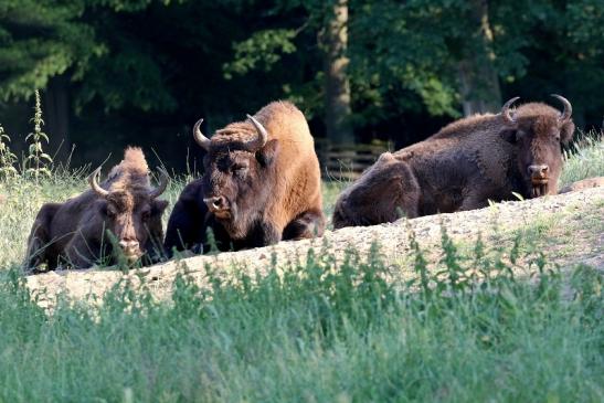 Wisent Wildpark Alte Fasanerie Klein Auheim 2023