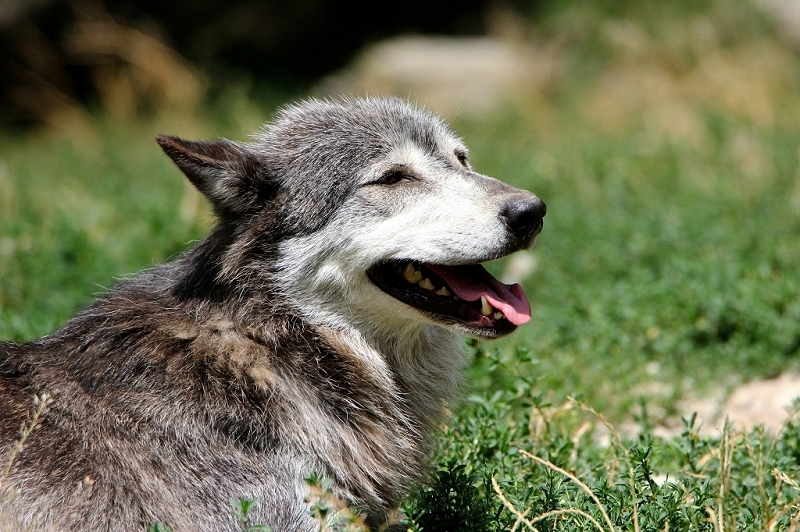 Wolf Wildpark Bad Mergentheim 2015