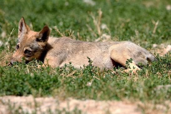 Wolf Welpe Wildpark Bad Mergentheim 2015